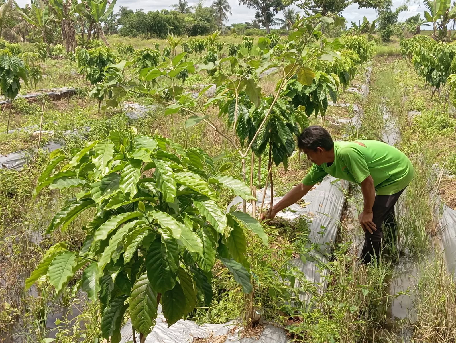 Sesudah